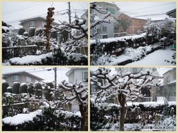 62閏日の雪Feb29(水)2012.jpg
